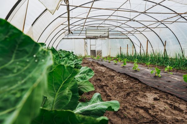 Greenhouse Demolition in San Angelo